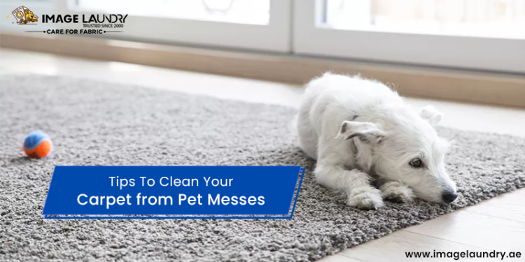 Tips To Clean Your Carpet from Pet Messes